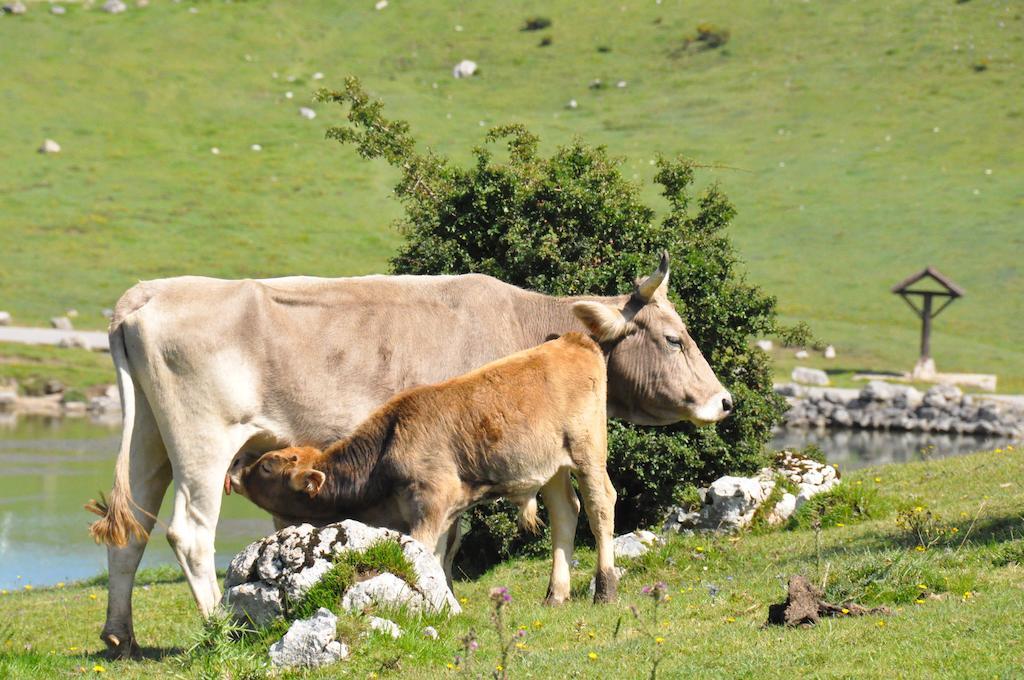 Casa Rural La Riba Sames Bagian luar foto