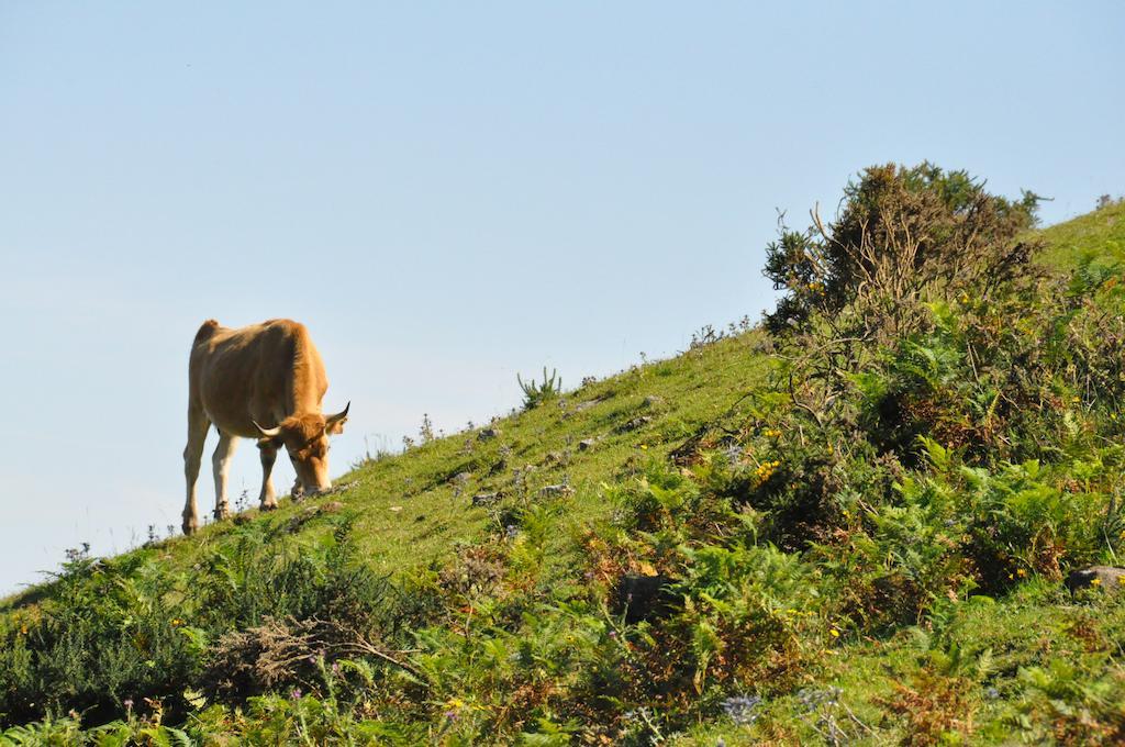 Casa Rural La Riba Sames Bagian luar foto